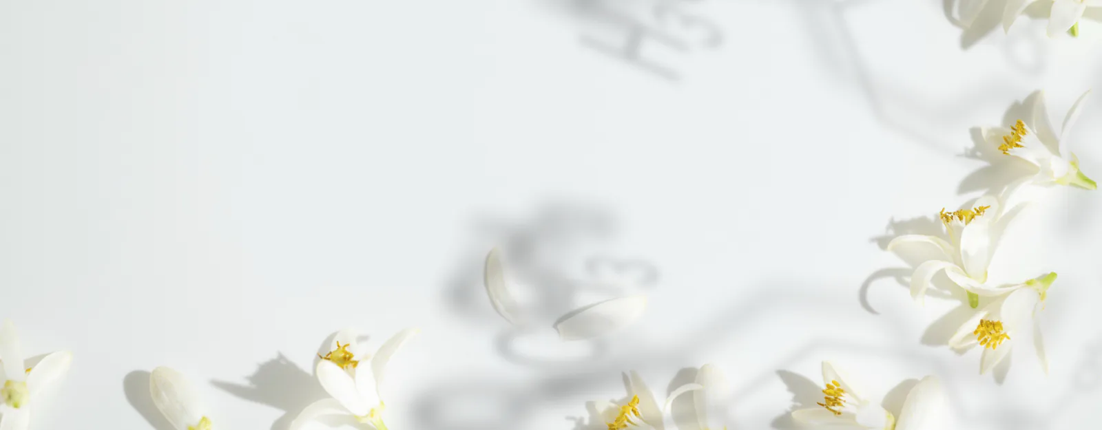 白い花の写真